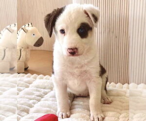 Great Pyrenees-Unknown Mix Dogs for adoption in Dana Point, CA, USA
