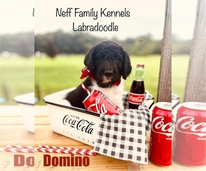 Labradoodle Puppy for Sale in LAKE VILLAGE, Indiana USA