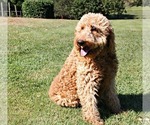 Small Photo #1 Labradoodle Puppy For Sale in ADOLPHUS, KY, USA