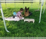Small #4 German Shepherd Dog