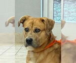 Small #1 Boxer-German Shepherd Dog Mix