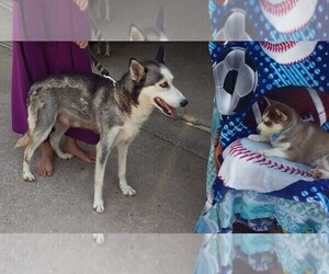 Mother of the Siberian Husky puppies born on 04/21/2019
