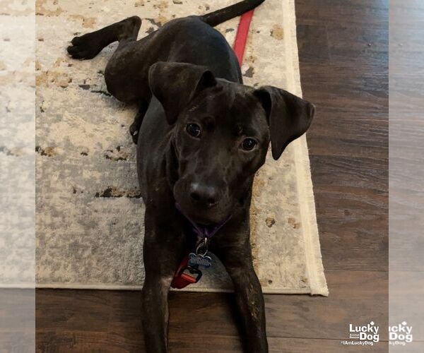 Medium Photo #10 Labrador Retriever-Unknown Mix Puppy For Sale in Washington, DC, USA
