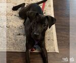 Small #9 Labrador Retriever Mix
