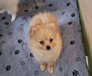 Pomeranian Puppy for sale in DINWIDDIE, VA, USA