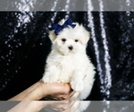Small #2 Maltese