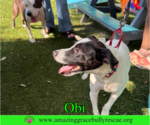Small #15 Jack Russell Terrier Mix