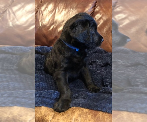 Medium Photo #1 Double Doodle Puppy For Sale in MINCO, OK, USA