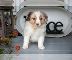 Small #1 Australian Shepherd