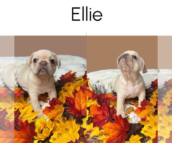 Medium Photo #1 French Bulldog Puppy For Sale in PORTSMOUTH, VA, USA