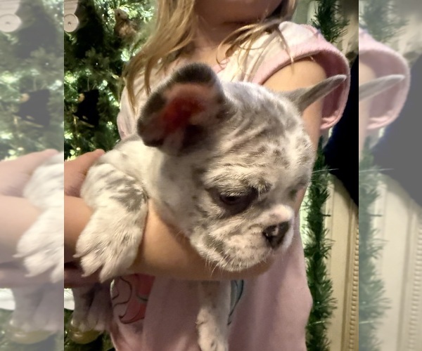 Medium Photo #7 French Bulldog Puppy For Sale in EAST LIVERPOOL, OH, USA