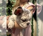 Small #6 French Bulldog