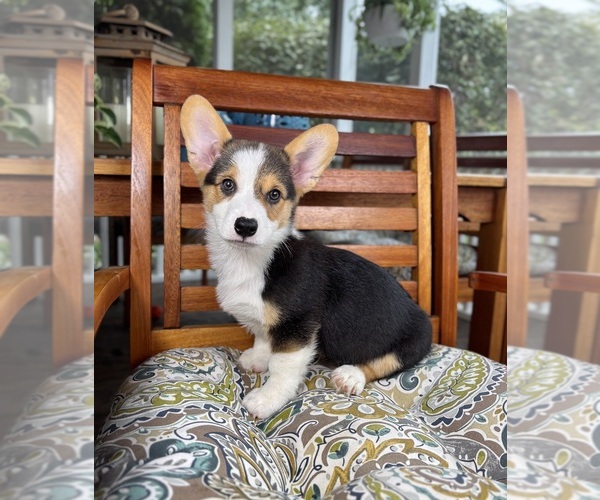 Medium Photo #2 Pembroke Welsh Corgi Puppy For Sale in NOBLESVILLE, IN, USA