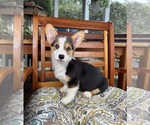 Beckham - Male Pembroke Welsh Corgi Puppy for Sale - Photo #2