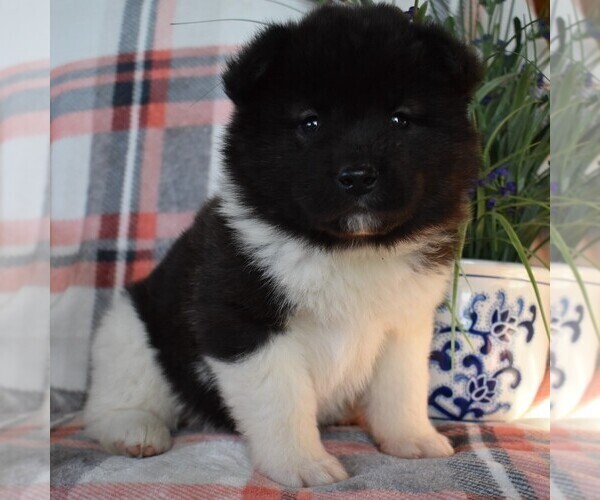Medium Photo #3 Akita Puppy For Sale in PARADISE, PA, USA
