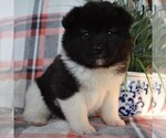 Small Photo #3 Akita Puppy For Sale in PARADISE, PA, USA