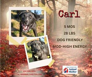 Mutt Dogs for adoption in Martinsburg, WV, USA