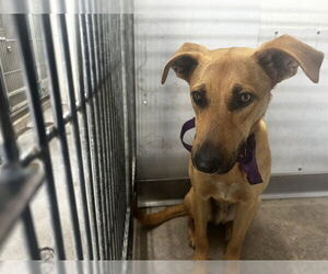 German Shepherd Dog Dogs for adoption in San Bernardino, CA, USA