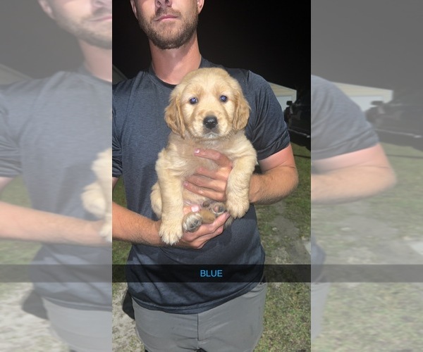 Medium Photo #11 Golden Retriever Puppy For Sale in HAMPTON, FL, USA
