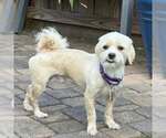 Small #3 Maltipoo