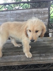 Goldendoodle Puppy for sale in EASLEY, SC, USA