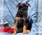 Small Photo #6 German Shepherd Dog Puppy For Sale in EAST EARL, PA, USA