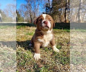 American Pit Bull Terrier-Border Collie Mix Puppy for sale in SHEPHERDSTOWN, WV, USA