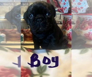 Pug Puppy for sale in BURLINGTON, WI, USA