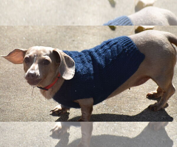 Medium Photo #6 Dachshund Puppy For Sale in Shelbyville, TN, USA