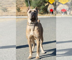 Father of the Cane Corso puppies born on 06/15/2026