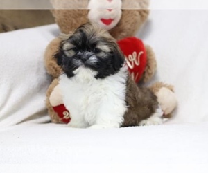 Shih Tzu Puppy for Sale in LAKE RONKONKOMA, New York USA