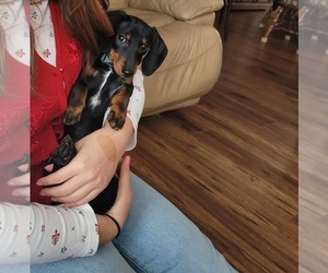 Dachshund Puppy for sale in PLATTE CITY, MO, USA