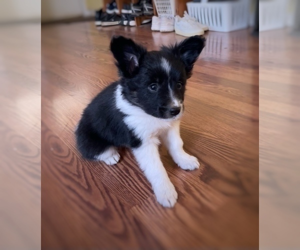 Medium Photo #3 Border Collie-Papillon Mix Puppy For Sale in CULPEPER, VA, USA