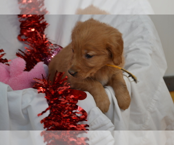 Medium Photo #4 Golden Retriever Puppy For Sale in GREENWOOD, WI, USA