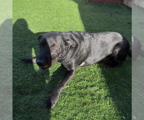 Medium Photo #4 Labrador Retriever-Unknown Mix Puppy For Sale in Incline Village, NV, USA