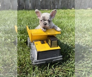 French Bulldog Puppy for sale in MIDDLEBURY, IN, USA