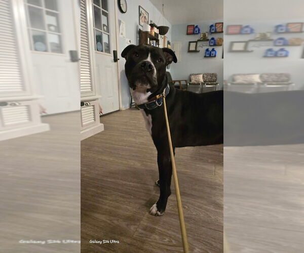 Medium Photo #2 Mutt Puppy For Sale in Foristell, MO, USA