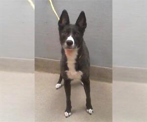Labrador Retriever-Siberian Husky Mix Dogs for adoption in Las Vegas, NV, USA