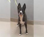 Small Labrador Retriever-Siberian Husky Mix