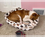 Small Photo #4 Mutt Puppy For Sale in Springdale, PA, USA