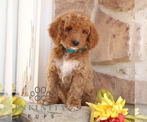 Goldendoodle Puppy for sale in GORDONVILLE, PA, USA