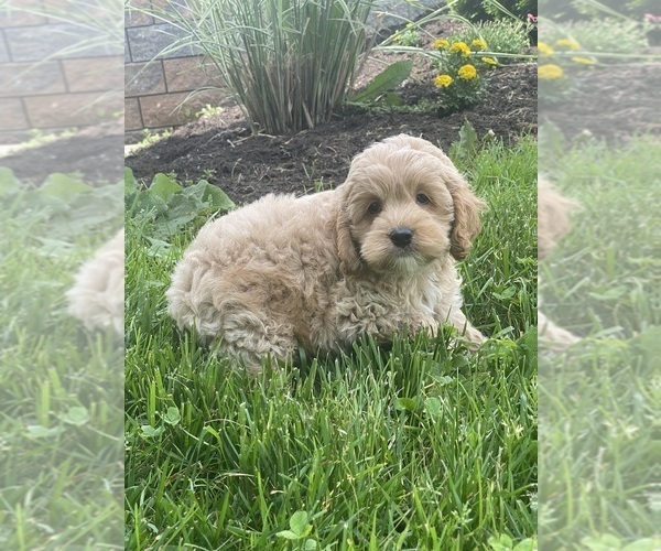 Medium Photo #4 Cockapoo Puppy For Sale in CANOGA, NY, USA