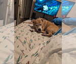 Small #1 American Pit Bull Terrier-Labrador Retriever Mix