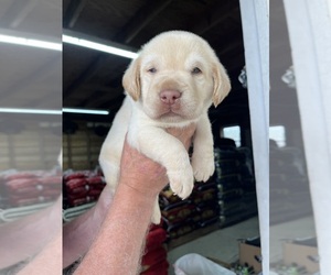 Labrador Retriever Puppy for sale in GREENVILLE, NC, USA