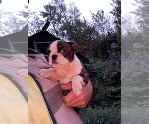 Boston Terrier Puppy for Sale in HARMONY, Maine USA