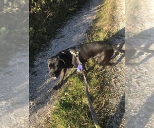 Cane Corso Puppy for sale in Pordenone, Friuli Venezia Giulia, Italy