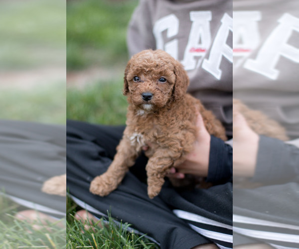 Medium Photo #22 Goldendoodle (Miniature) Puppy For Sale in DENVER, PA, USA