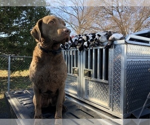 Father of the Chesapeake Bay Retriever-Goldendoodle Mix puppies born on 11/01/2019
