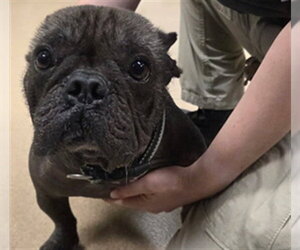 French Bulldog-Unknown Mix Dogs for adoption in Plano, TX, USA