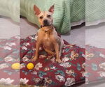 Small #17 American Pit Bull Terrier Mix